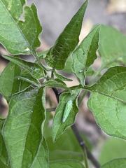 Graphocephala atropunctata