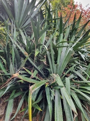 Agave