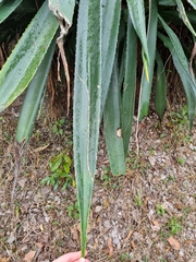 Agave