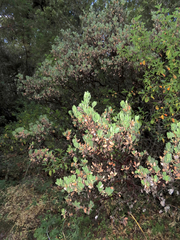 Arctostaphylos nortensis