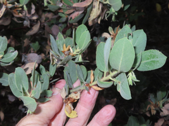 Arctostaphylos nortensis