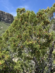 Juniperus pinchotii