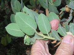 Arctostaphylos nortensis