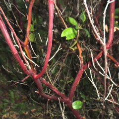 Arctostaphylos nortensis