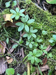 Galium triflorum