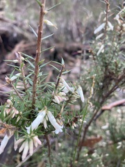 Ericaceae