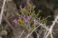 Calytrix leschenaultii