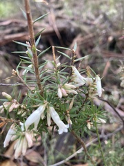Ericaceae