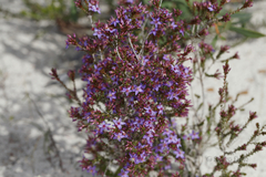 Calytrix leschenaultii