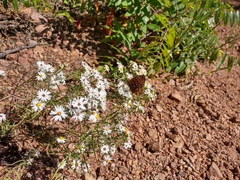 Symphyotrichum falcatum