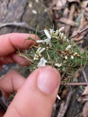 Ericaceae
