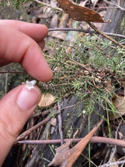 Ericaceae