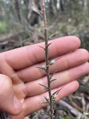 Ericaceae