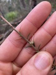 Ericaceae