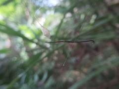Ariamnes