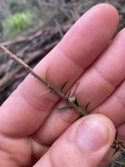 Ericaceae