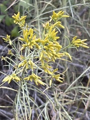 Purshia tridentata