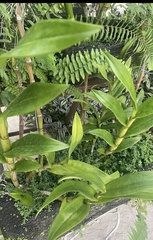 Freycinetia scandens