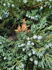 Juniperus pseudosabina