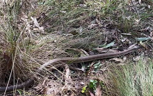 Tiger Snake sighting