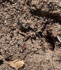 Pogonomyrmex barbatus