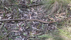 Notechis scutatus