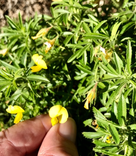 Ononis angustissima subsp. longifolia image