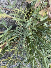 Angelica capitellata