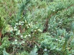 Juniperus pseudosabina