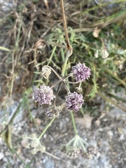 Angelica capitellata