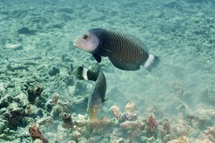 Novaculichthys taeniourus