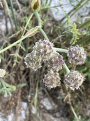 Angelica capitellata