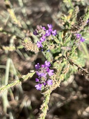 Verbena lasiostachys