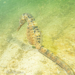 Hippocampus abdominalis