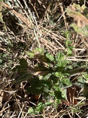 Verbena lasiostachys