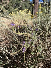 Verbena lasiostachys
