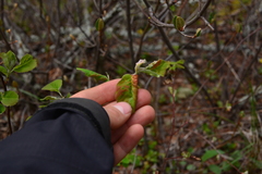 Blaesodiplosis