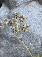 Angelica capitellata