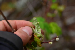 Blaesodiplosis