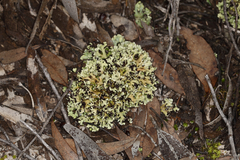 Xanthoparmelia semiviridis