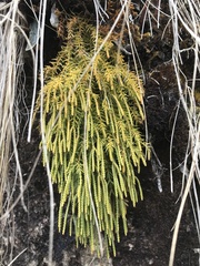 Lycopodiaceae