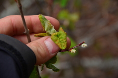 Blaesodiplosis