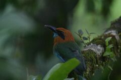 Electron platyrhynchum