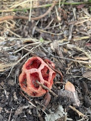 Clathrus ruber