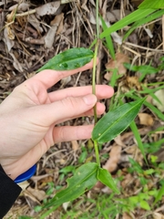 Commelina cyanea
