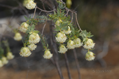 Pimelea suaveolens