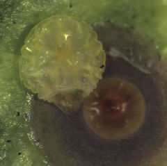 Chrysomphalus pinnulifer