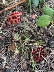 Clathrus ruber