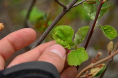 Blaesodiplosis