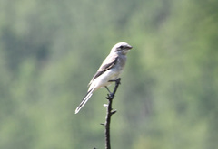 Lanius borealis